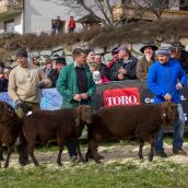 Schafausstellung Tiroler Bergschaf  (23)